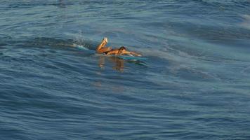 une jeune femme surf en bikini sur une planche de surf longboard. video