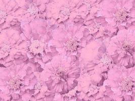 Beautiful pink color flower background photo