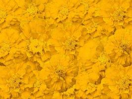 Beautiful yellow color flower background photo