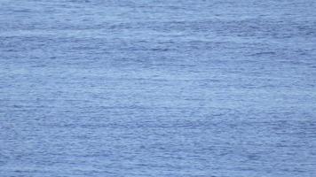 en delfin i det blå stillahavet. video