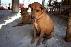 Street dog in Koh Lipe in Thailand photo