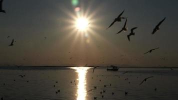 atardecer oscuro océano cielo y siluetas de aves marinas volando con destello de lente de cámara video