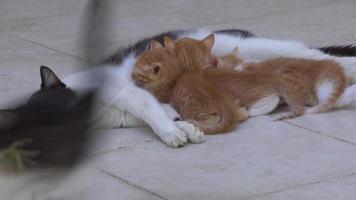 moederkat geeft haar kitten borstvoeding op een betonnen vloer