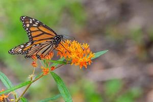 Monarch butterfly perched on orange flowers of butterfly weed in garden photo