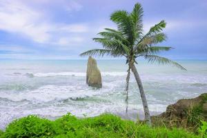 palm tree at beach in daylight moment photo