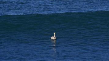 pelícanos sentados en el océano pacífico. video