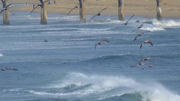 A flock of pelicans fly over the Pacific Ocean. video