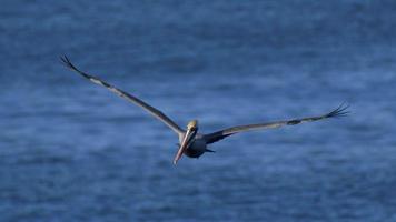 pelikanen vliegen over de Stille Oceaan.