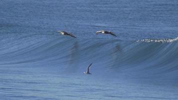 een zwerm pelikanen vliegt over de Stille Oceaan.