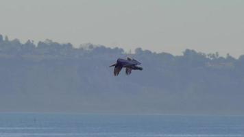 los pelícanos vuelan sobre el océano pacífico. video