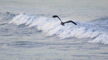des pélicans survolent l'océan pacifique.