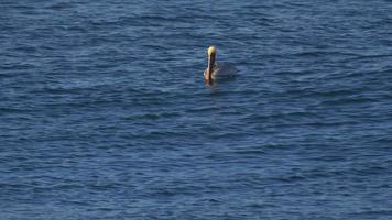 pelikanen zittend op de Stille Oceaan. video
