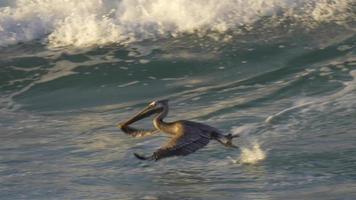 pelícanos sentados en el océano pacífico. video