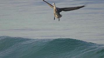 los pelícanos vuelan sobre el océano pacífico y se zambullen en busca de un pez.