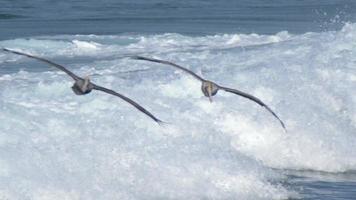 una bandada de pelícanos vuela sobre el océano pacífico. video