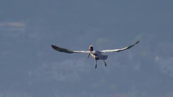 los pelícanos vuelan sobre el océano pacífico. video