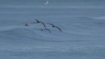 uno stormo di pellicani sorvola l'oceano pacifico. video