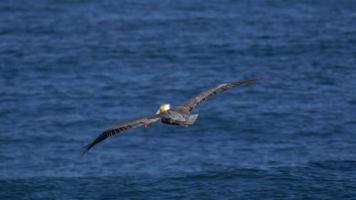 pelikanen vliegen over de Stille Oceaan.