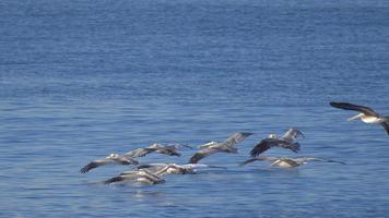 en flock pelikaner flyger över Stillahavet.