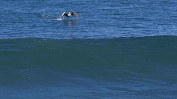 los pelícanos vuelan sobre los surfistas y el océano pacífico.