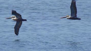 een zwerm pelikanen vliegt over de Stille Oceaan.