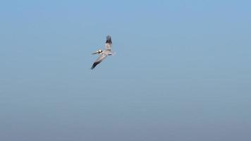 pelikaner flyger över Stilla havet.