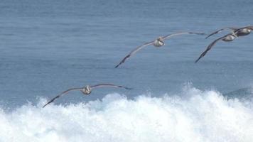 A flock of pelicans fly over the Pacific Ocean. video