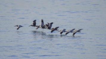 en flock pelikaner flyger över Stillahavet.