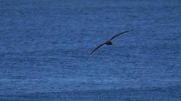 pelikanen vliegen over surfers en de Stille Oceaan.