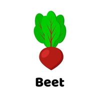 Vector illustration. Vegetable. Beet