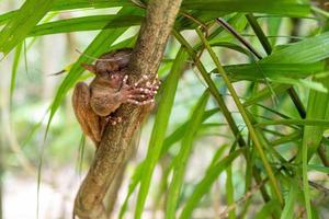 un tarsero en bohol en las filipinas foto