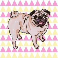 Colorful vector Illustration of the dog breed Pug isolated on white background