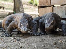 Lagarto monitor en la isla Rinca en Indonesia foto