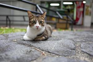 un gato callejero en singapur foto