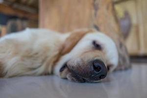 A relaxed dog in a cafe photo