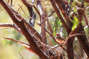 Zebra Finch Taeniopygia guttata at Kata Tjuta Park Northern Territory Australia photo