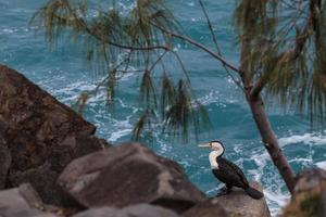 Pied Cormorant Phalacrocorax varius Noosa Queensland Australia photo