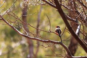 Zebra finch Taeniopygia guttata en Kata Tjuta Park Territorio del Norte de Australia foto