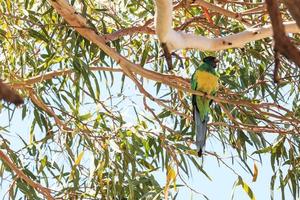 Port Lincoln Parrot Barnardius zonarius ssp. zonarius at Kata Tjuta Park Northern Territory Australia photo
