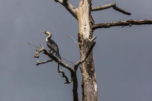 Little Pied Cormorant Microcarbo melanoleucos Daintree Queensland Australia photo