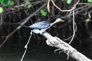 Little Pied Cormorant Microcarbo melanoleucos Daintree Queensland Australia photo