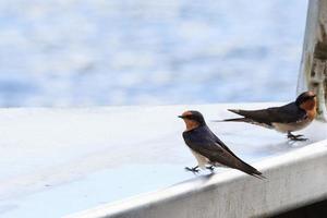 Welcome Swallow Hirundo neoxena Daintree Queensland Australia photo