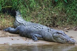 Saltwater Crocodile Crocodylus porosus Daintree Queensland Australia photo