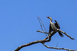 Little Pied Cormorant Microcarbo melanoleucos Daintree Queensland Australia photo