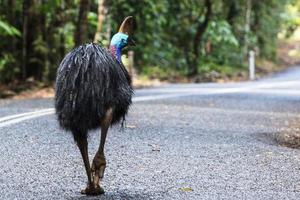 Southern Cassowary Casuarius casuarius Cape Tribulation Queensland Australia photo