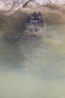 Saltwater Crocodile Crocodylus porosus Daintree Queensland Australia photo