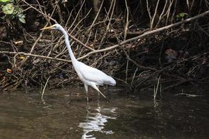 garceta común australasiana ardea alba ssp. modesta daintree queensland australia foto