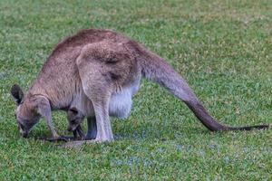 Canguro gris oriental Macropus giganteus campus universitario de Sunshine Coast Queensland Australia foto