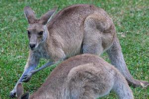 Canguro gris oriental Macropus giganteus campus universitario de Sunshine Coast Queensland Australia foto