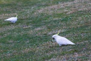 Cockatoo Gathering New South Wales Australia photo